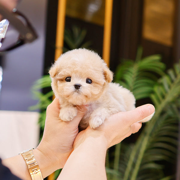Maltipoo - Hajji (Female)
