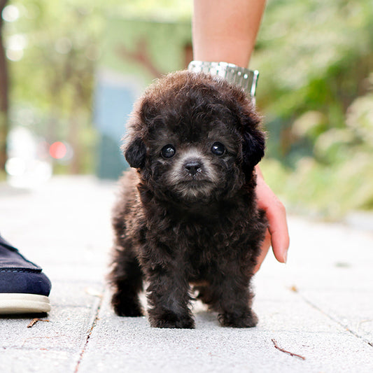 Poodle - Moon (Female)