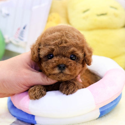 Poodle - Sepin (Female)
