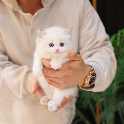 Ragdoll - Ppukka (Male)