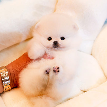 Pomeranian - Mamel (Female)