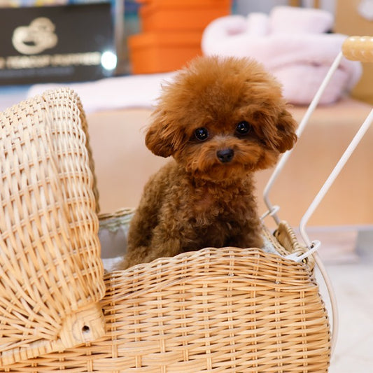 Poodle - Tooni (Male)