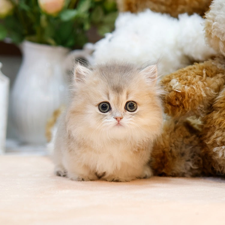 Munchkin - Konchip (Female)