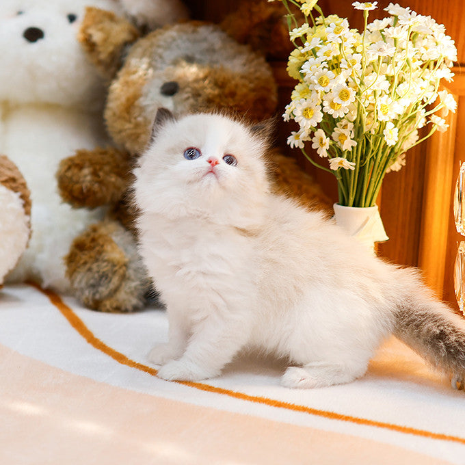 Ragdoll - Dore (Male)