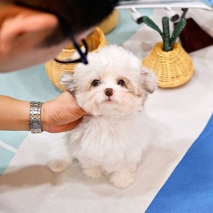 Poodle - Echi (Male)