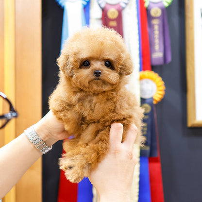 Poodle - Poko (Female)