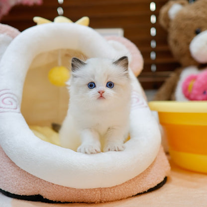 Ragdoll - Nora (Female)