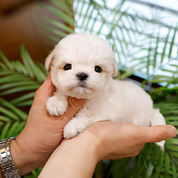 Maltipoo - Ungi (Male)
