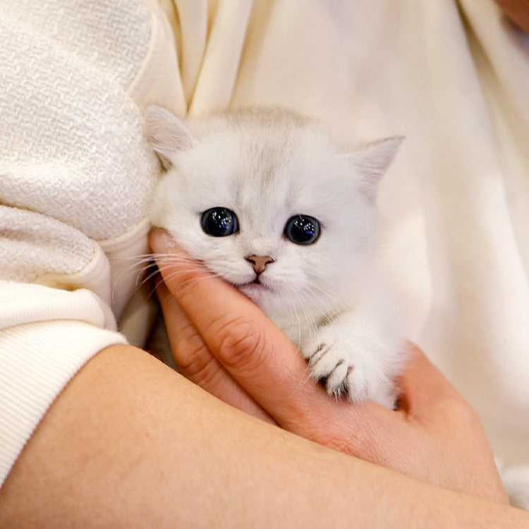 Munchkin - Syuting (Female)