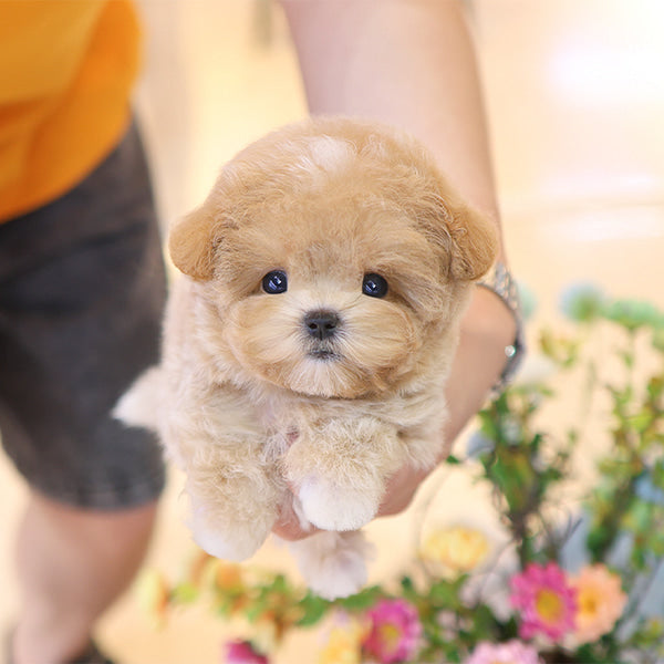 Maltipoo - Kkuyam(Female)