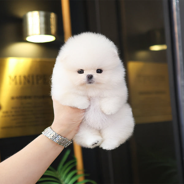 Pomeranian - Ppiyak (Female)