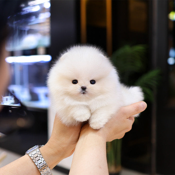 Pomeranian - Pujim (Male)