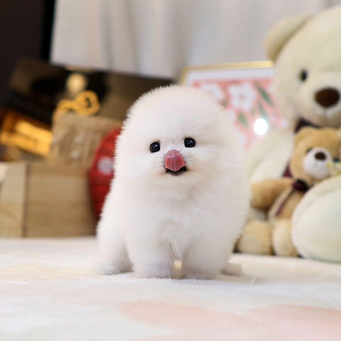 Pomeranian - Yeonhui (Female)