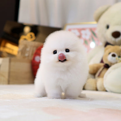 Pomeranian - Yeonhui (Female)