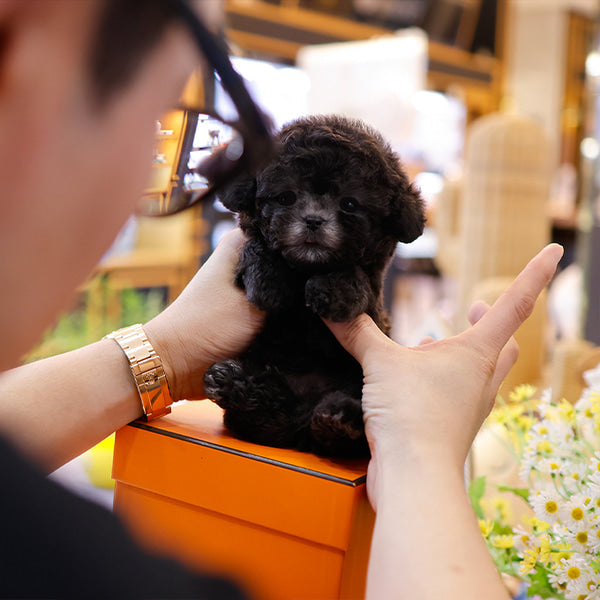 Poodle - Puha (Male)