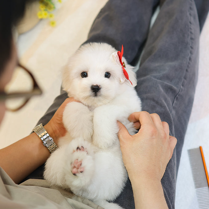Coton de Tulear - Chiki (Male)