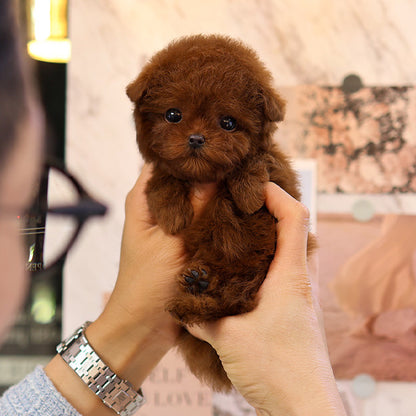 Poodle - Jjahi (Male)