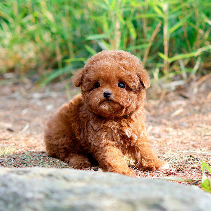 Poodle - Seungyu (Male)