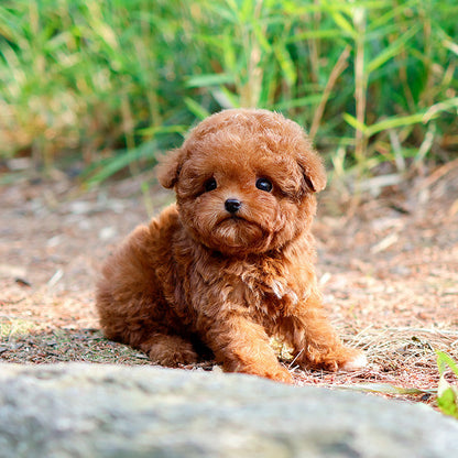 Poodle - Seungyu (Male)