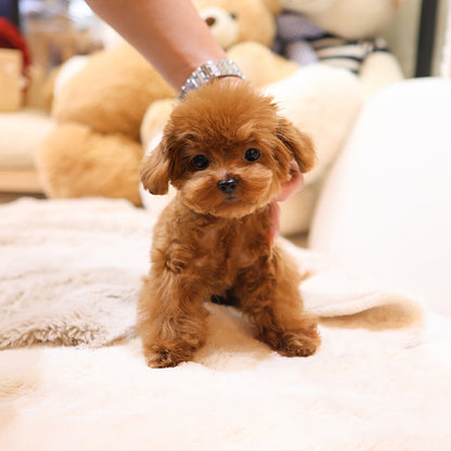 Poodle - Mongyi (Male)