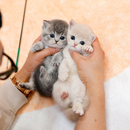 British Shorthair - Dobeu (Female)