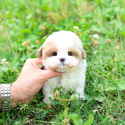 Maltipoo - Muni (Male)