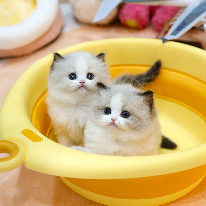 Ragdoll - Yangmal (Male)