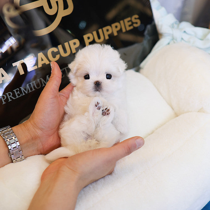 Teacup Maltese female puppy available at Cute Ptiga