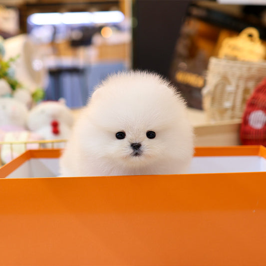 Pomeranian - Pujim (Male)