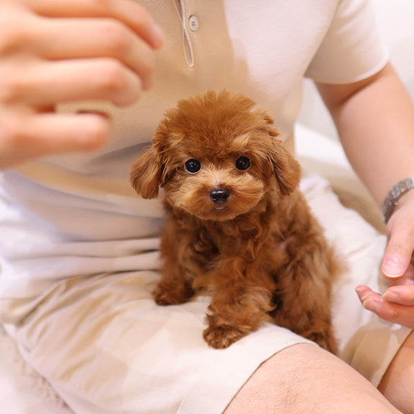 Poodle - Mongyi (Male)