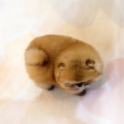 Pomeranian - Gimchi (Female)