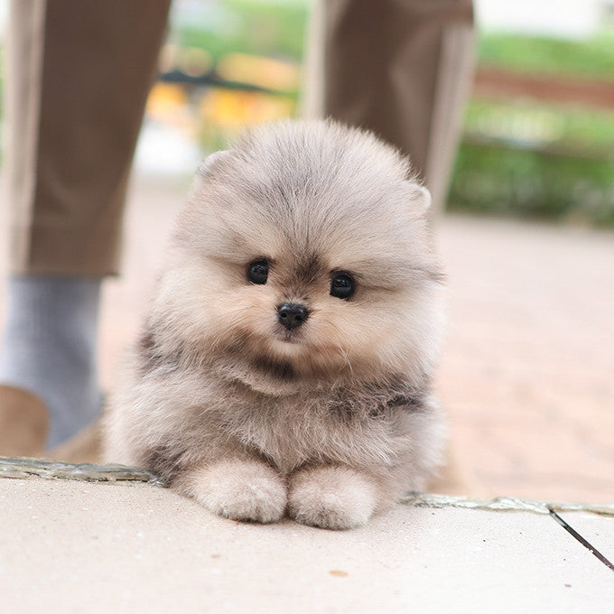 Pomeranian - Sio (Male)