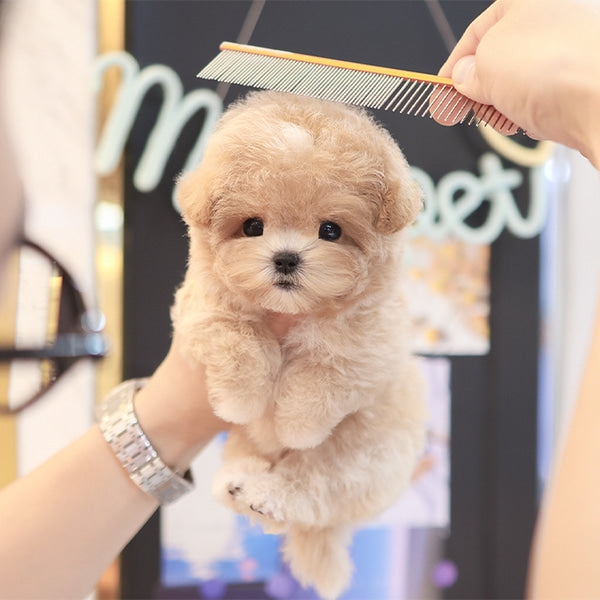 Maltipoo - Kkuyam(Female)