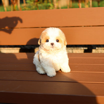 Maltipoo - Muni (Male)