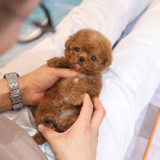 Poodle - Kongyi (Male)