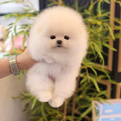 Pomeranian - Kre (Female)