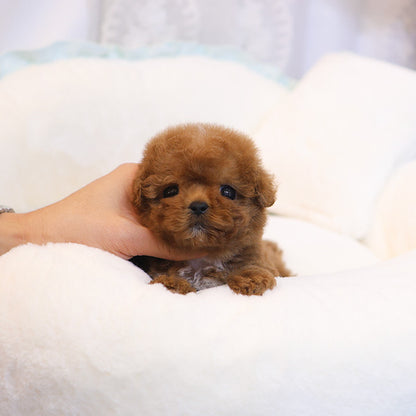 Poodle - Kongyi (Male)