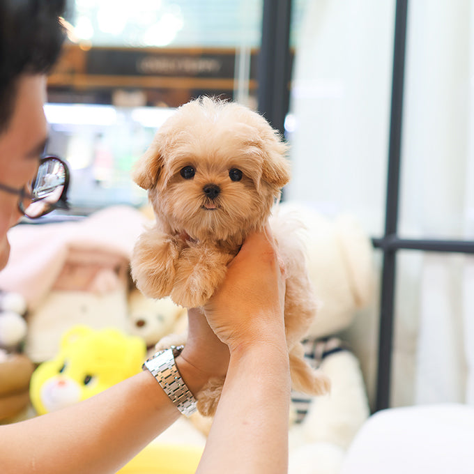 Maltipoo - Ruka (Female)