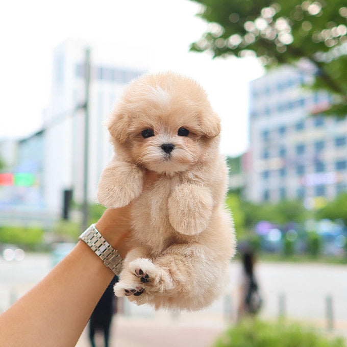 Maltipoo - Ddoddi (Male)