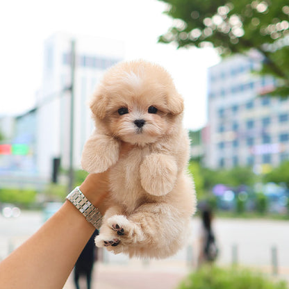 Maltipoo - Ddoddi (Male)