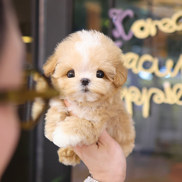 Maltipoo - Chyabi (Male)