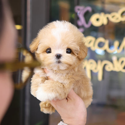 Maltipoo - Chyabi (Male)