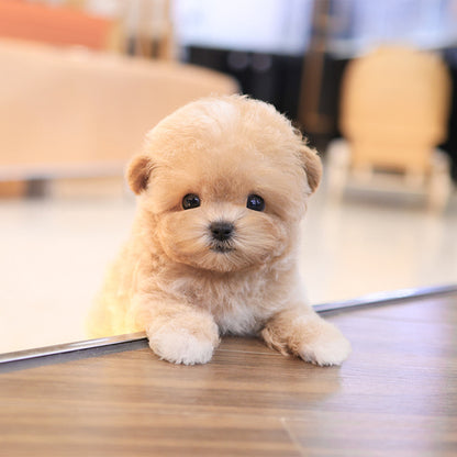 Maltipoo - Kkuyam(Female)