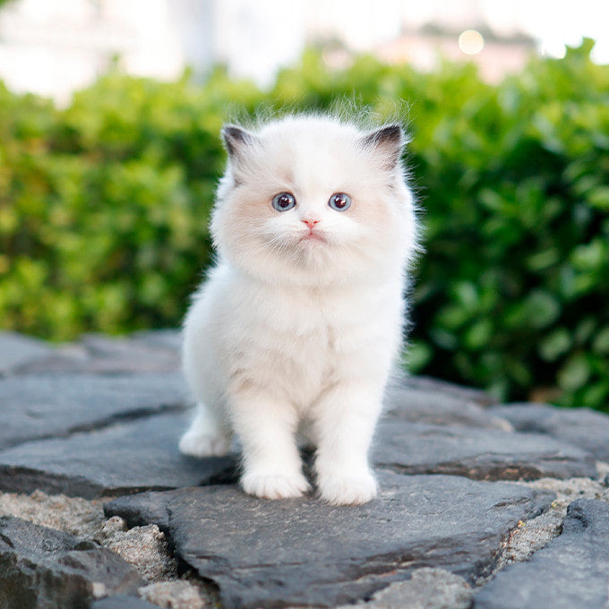 Ragdoll - Pulpul (Male)
