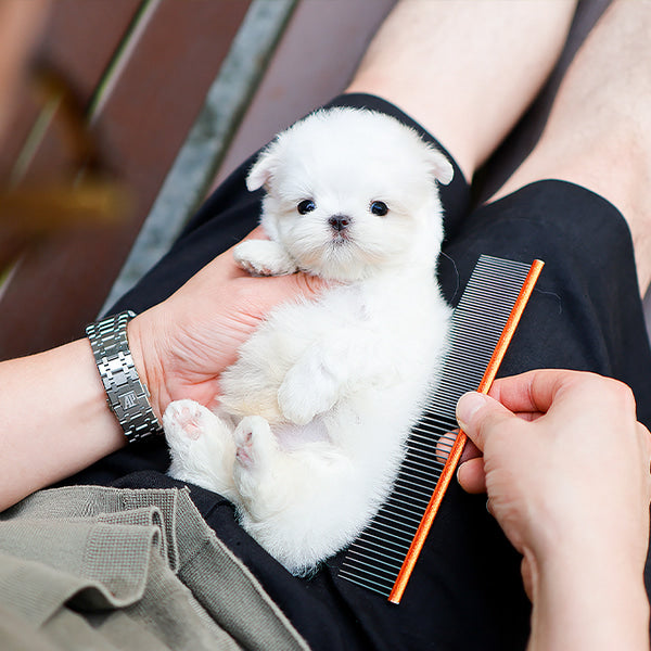 Maltese - Jjongtteok (Male)