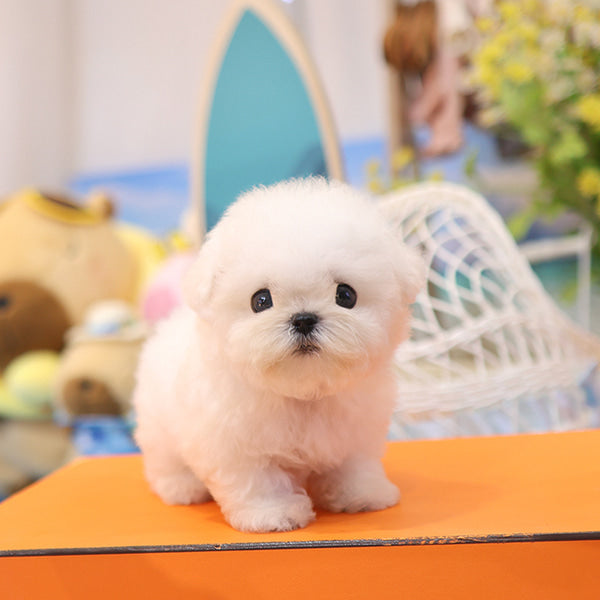 Bichon Frise - Helong (Male)