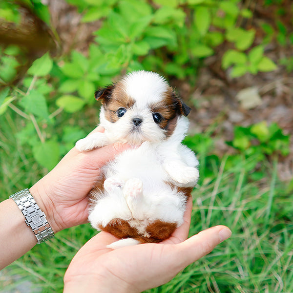 Shihtzu - Atti (Female)