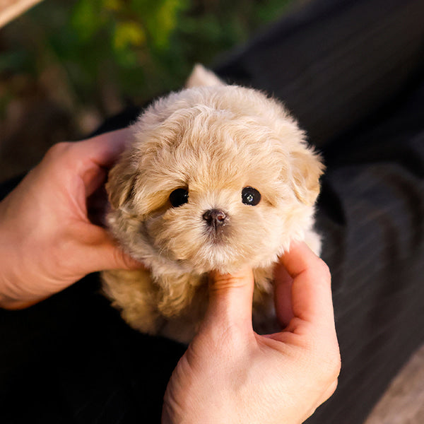 Maltipoo - Dangdang (Male)