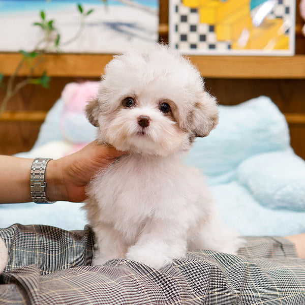 Poodle - Echi (Male)
