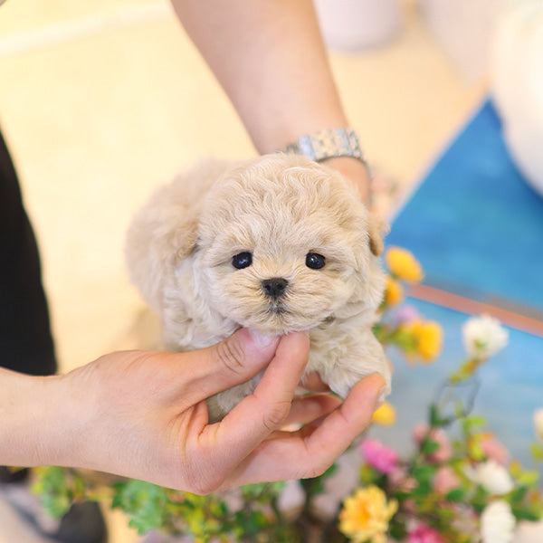 Maltipoo - Cookie (Female)